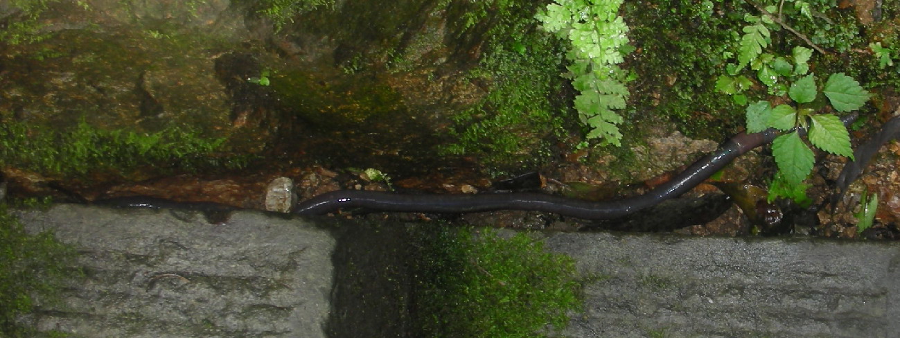 One of the long and big earthworms.